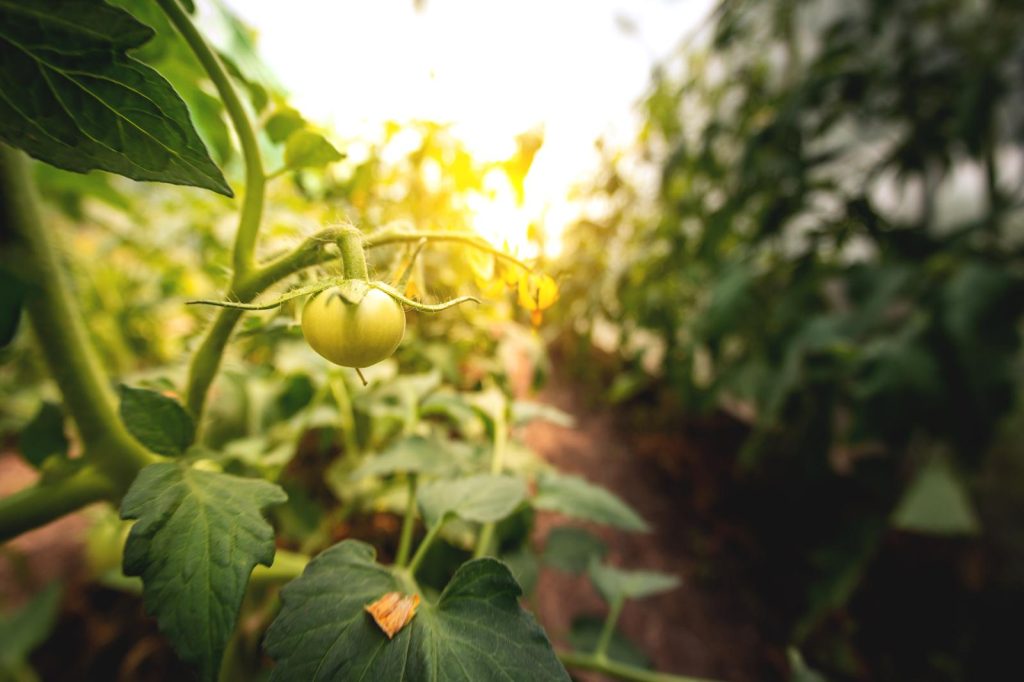 Pomodori verdi sott’olio