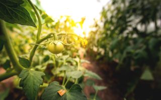 Pomodori verdi sott’olio