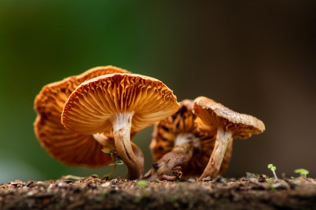 Funghi al forno