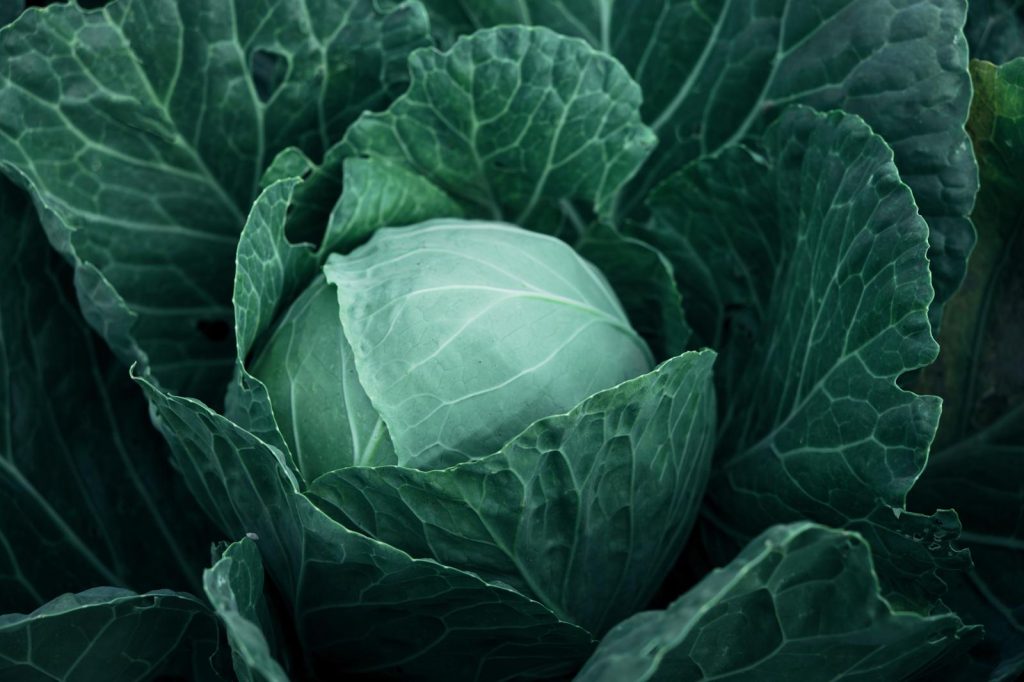 Pasta con cavolo nero