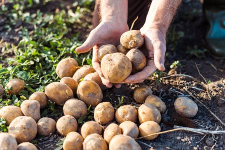 Polpettone di patate