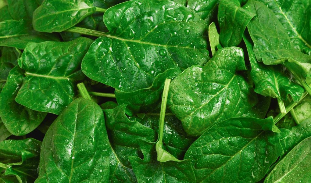 Sformato di spinaci