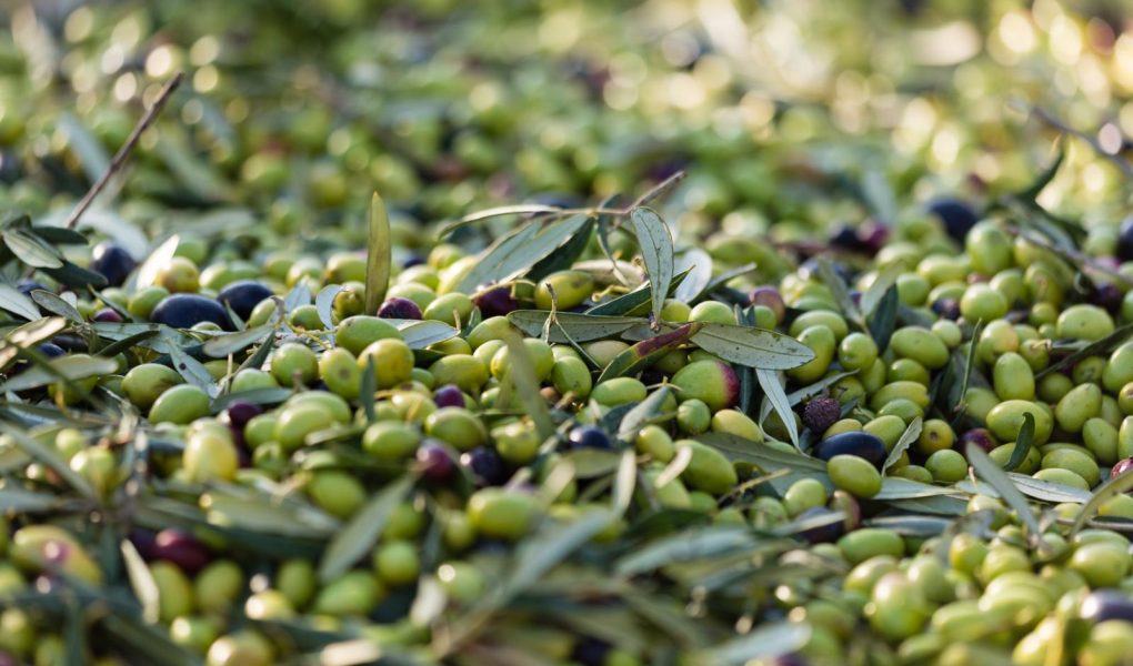 Calorie olive verdi