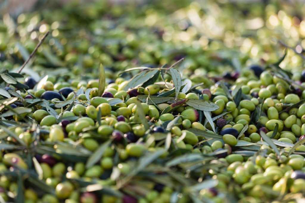 Calorie olive verdi