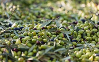 Calorie olive verdi