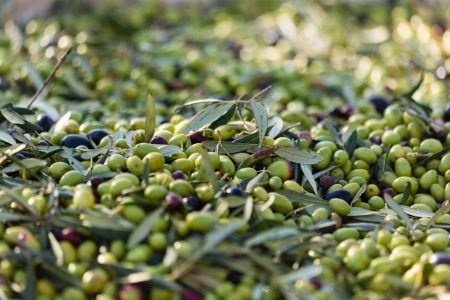 Calorie olive verdi