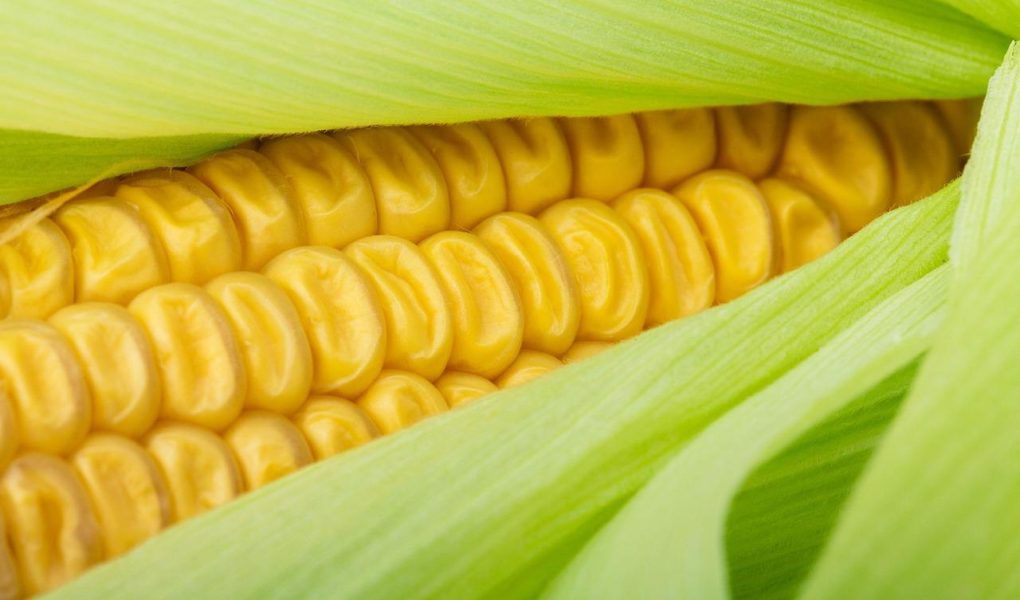 Il mais fa ingrassare?